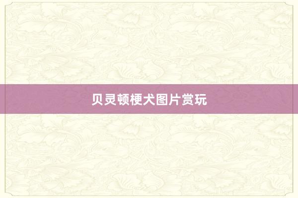 贝灵顿梗犬图片赏玩